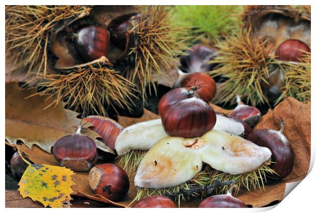 Chestnuts on the Forest Floor Print by Arterra 
