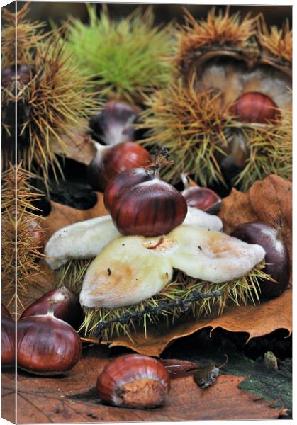 Sweet Chestnuts in Autumn Wood Canvas Print by Arterra 