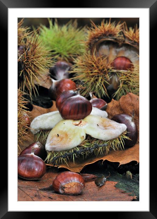 Sweet Chestnuts in Autumn Wood Framed Mounted Print by Arterra 