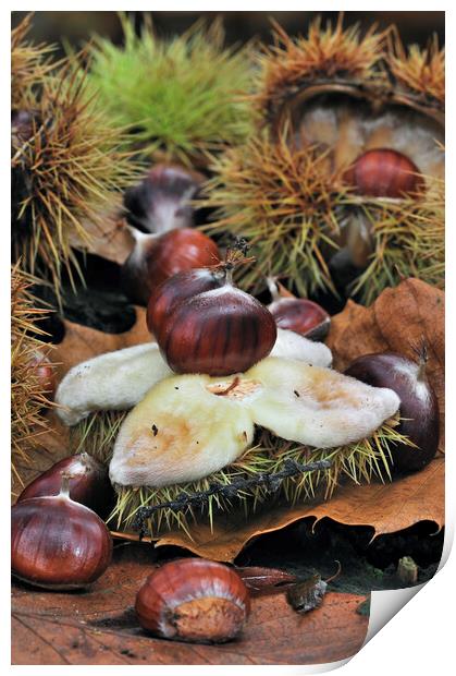 Sweet Chestnuts in Autumn Wood Print by Arterra 