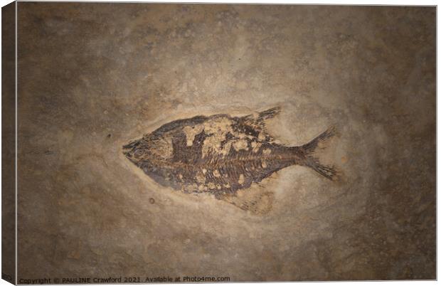 Prehistoric Fossils Fish Fossil in Rock or Stone Canvas Print by PAULINE Crawford
