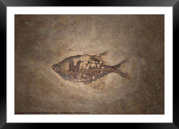 Prehistoric Fossils Fish Fossil in Rock or Stone Framed Mounted Print by PAULINE Crawford