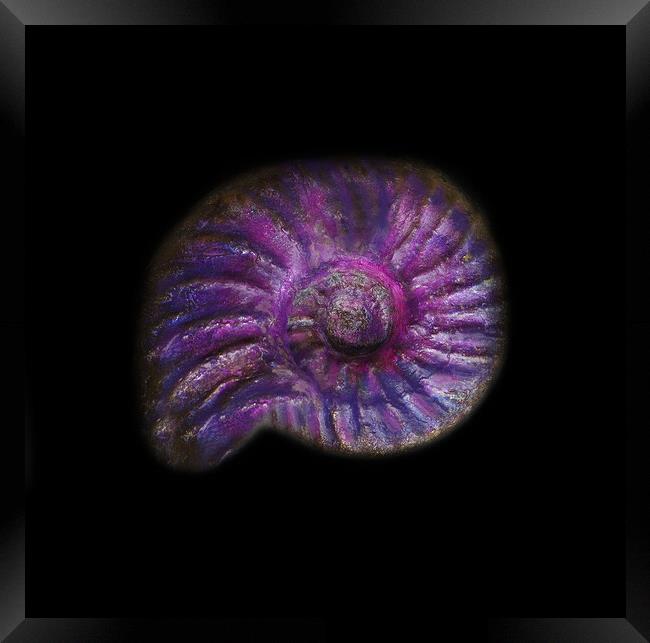 Prehistoric Purple Ammonite Fossil  Framed Print by PAULINE Crawford