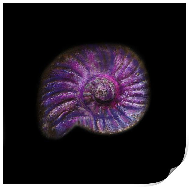 Prehistoric Purple Ammonite Fossil  Print by PAULINE Crawford