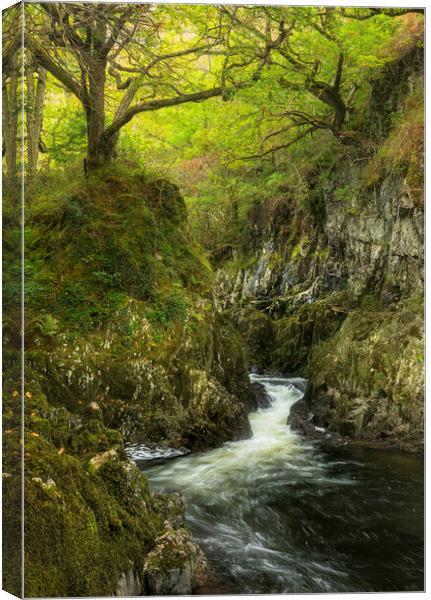 Afon Lledr Canvas Print by Rory Trappe
