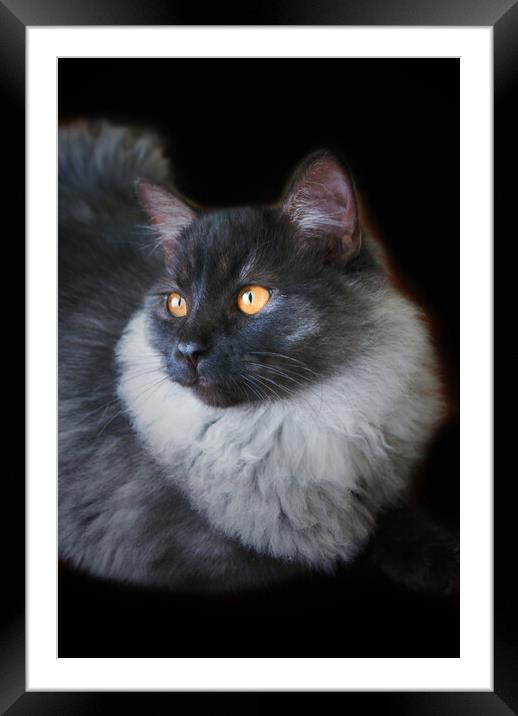 Black Smoke Ragdoll Cat with Orange Eyes Framed Mounted Print by PAULINE Crawford