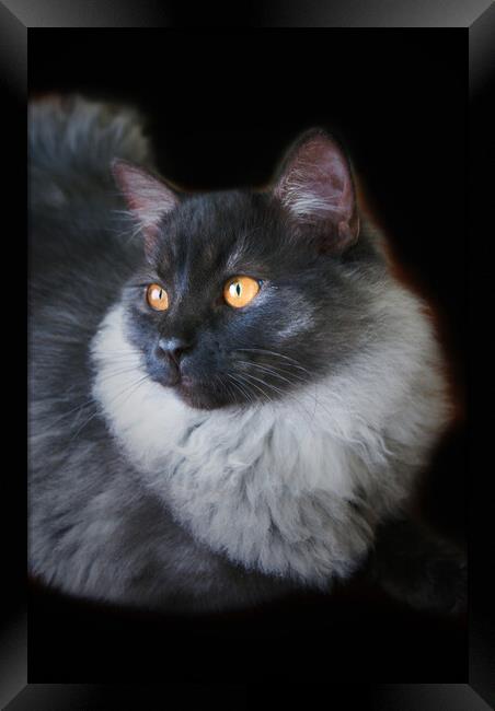 Black Smoke Ragdoll Cat with Orange Eyes Framed Print by PAULINE Crawford