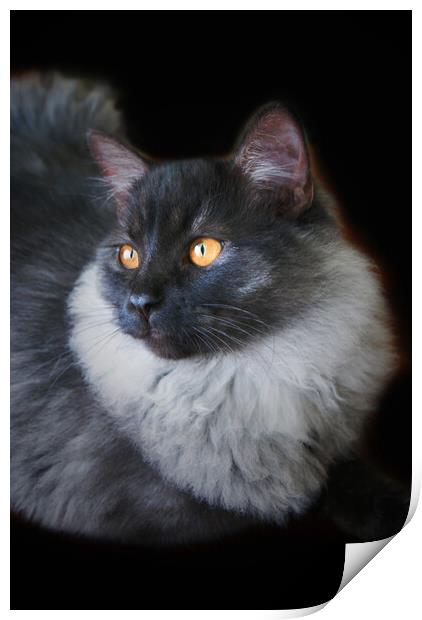 Black Smoke Ragdoll Cat with Orange Eyes Print by PAULINE Crawford