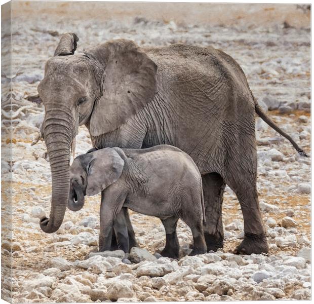Elephant Mother and Calf Canvas Print by Belinda Greb