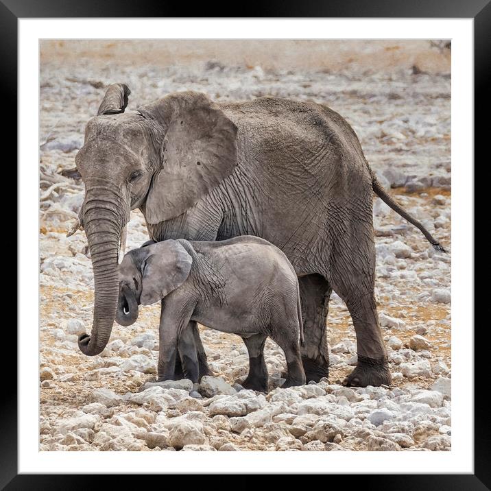 Elephant Mother and Calf Framed Mounted Print by Belinda Greb