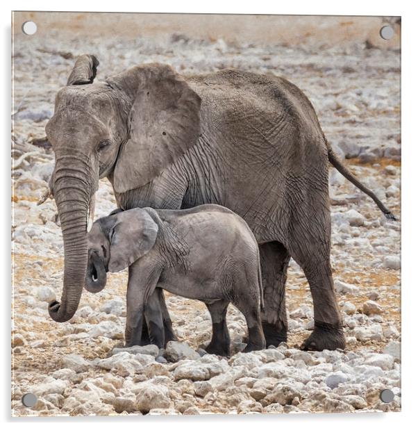 Elephant Mother and Calf Acrylic by Belinda Greb