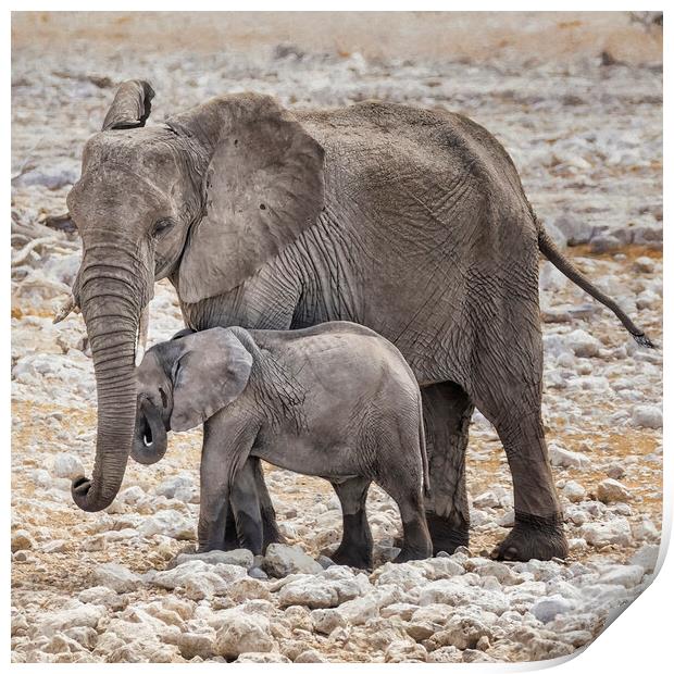 Elephant Mother and Calf Print by Belinda Greb