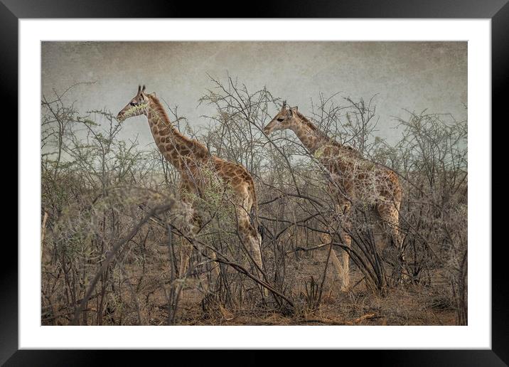 Two Giraffe Calves Framed Mounted Print by Belinda Greb