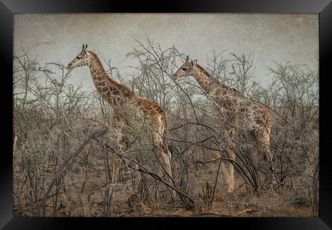 Two Giraffe Calves Framed Print by Belinda Greb