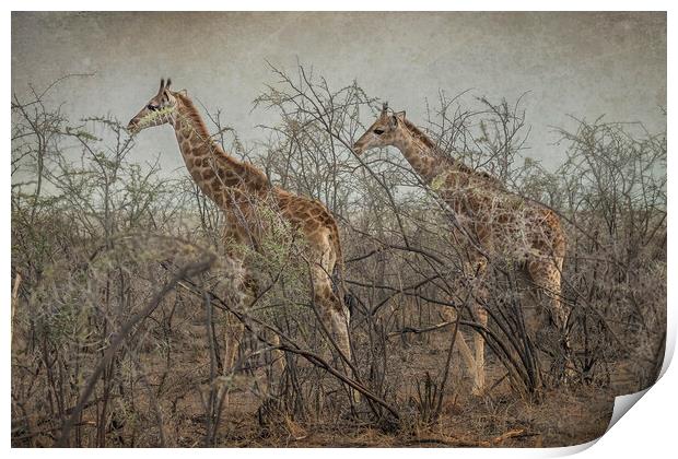 Two Giraffe Calves Print by Belinda Greb
