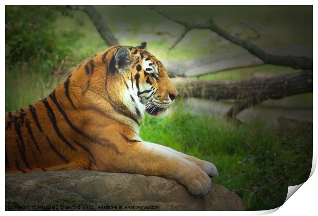 BIG CATS: Bengal Tiger Laying Down in Profile Print by PAULINE Crawford