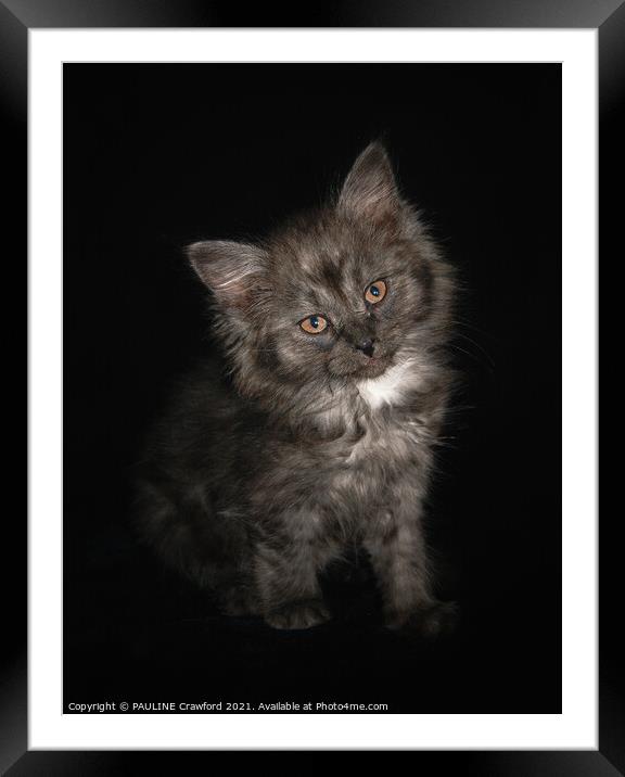 Ragdoll Kitten Cat with Black Smoke fur and Orange eyes Framed Mounted Print by PAULINE Crawford