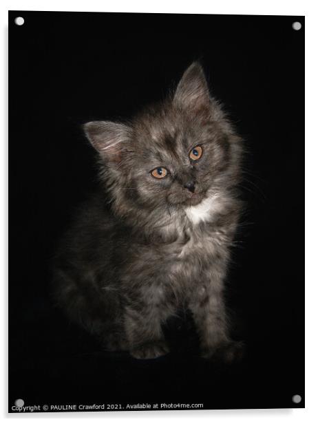 Ragdoll Kitten Cat with Black Smoke fur and Orange eyes Acrylic by PAULINE Crawford