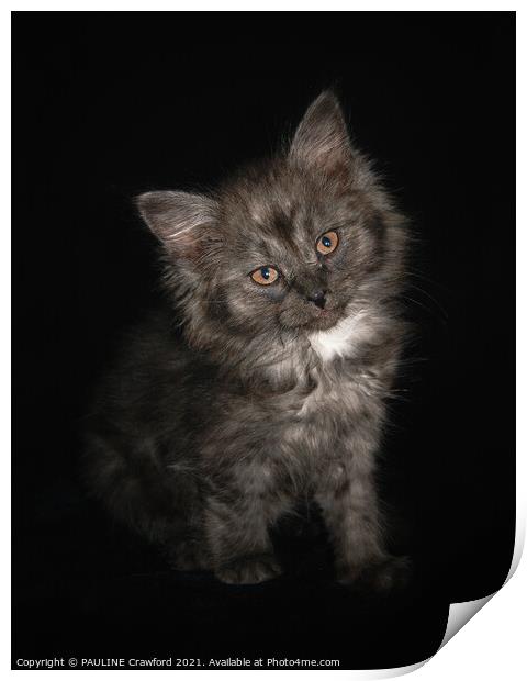 Ragdoll Kitten Cat with Black Smoke fur and Orange eyes Print by PAULINE Crawford