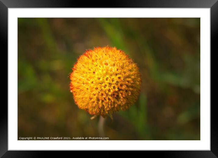 Yellow Orange Seed Pod Round Flower Without Petals Framed Mounted Print by PAULINE Crawford