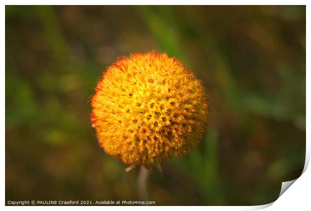 Yellow Orange Seed Pod Round Flower Without Petals Print by PAULINE Crawford