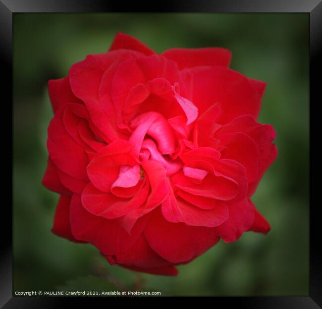 Red Rose Bud Petals Framed Print by PAULINE Crawford