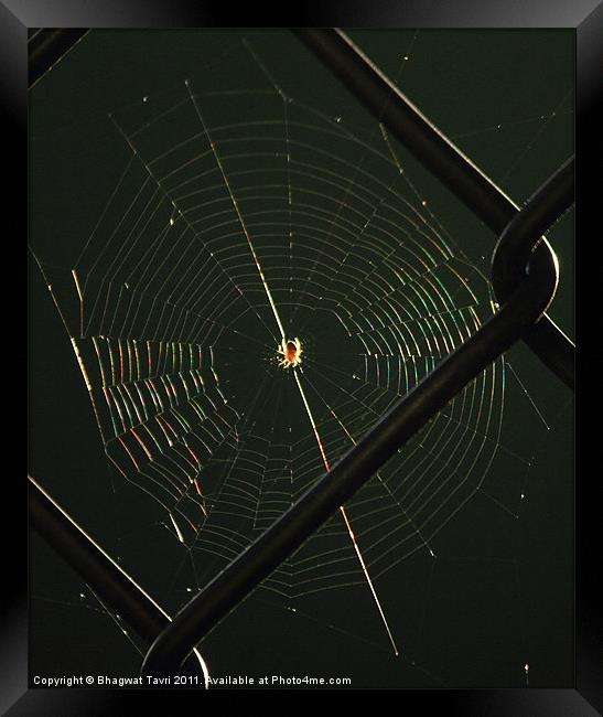 Spider Net Framed Print by Bhagwat Tavri