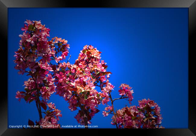 Flowering Crabapple Tree Flower Blossoms Blue Sky Framed Print by PAULINE Crawford