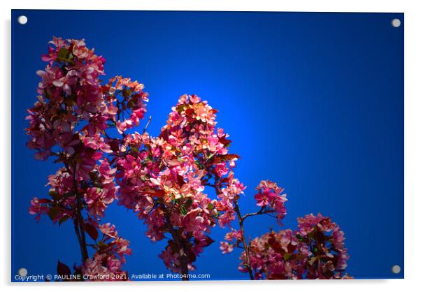 Flowering Crabapple Tree Flower Blossoms Blue Sky Acrylic by PAULINE Crawford