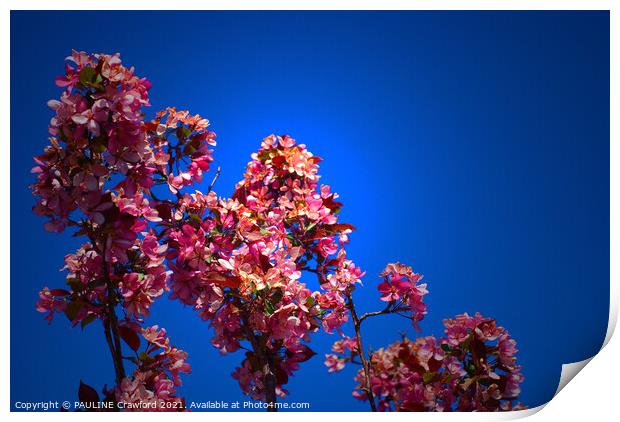 Flowering Crabapple Tree Flower Blossoms Blue Sky Print by PAULINE Crawford