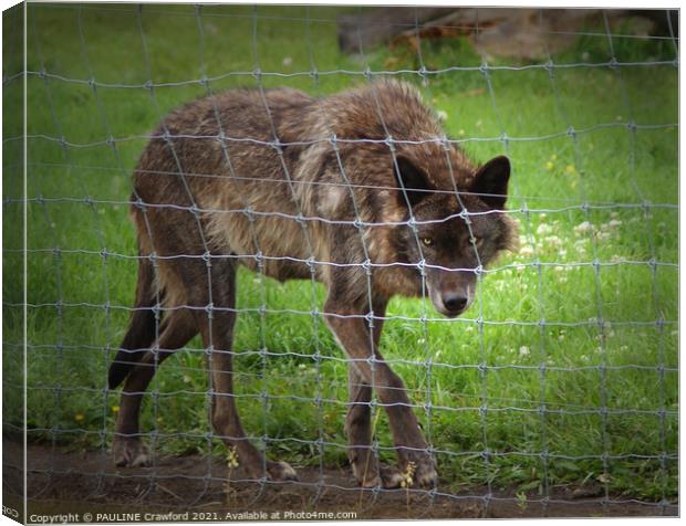 LONE WOLF Brown Black Wild Wolf behind a barb wire Canvas Print by PAULINE Crawford