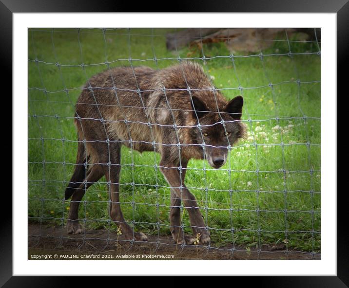 LONE WOLF Brown Black Wild Wolf behind a barb wire Framed Mounted Print by PAULINE Crawford