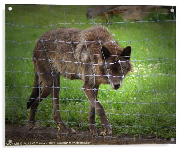 LONE WOLF Brown Black Wild Wolf behind a barb wire Acrylic by PAULINE Crawford