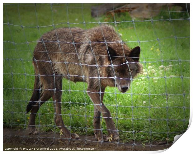 LONE WOLF Brown Black Wild Wolf behind a barb wire Print by PAULINE Crawford