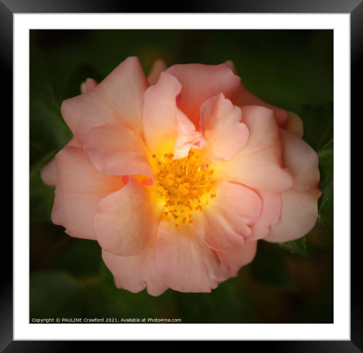 Peach Rose Blossom Petals Flower Close Up Framed Mounted Print by PAULINE Crawford