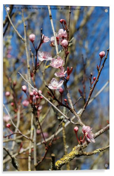 Prunus flowers in a garden Acrylic by aurélie le moigne