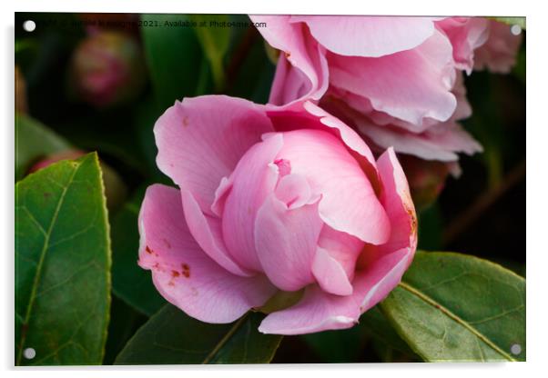 Blooming of pink camellia flower Acrylic by aurélie le moigne