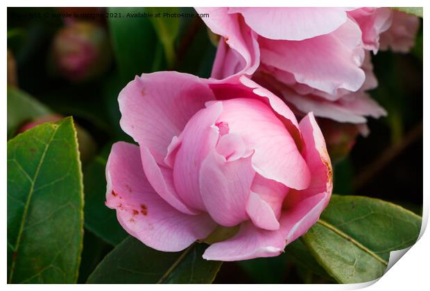 Blooming of pink camellia flower Print by aurélie le moigne
