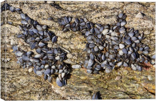 Wild mussels on rocks Canvas Print by aurélie le moigne