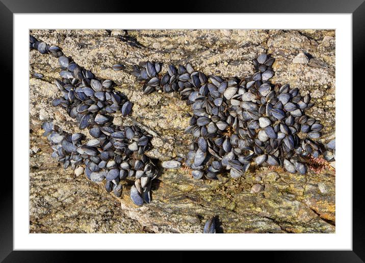 Wild mussels on rocks Framed Mounted Print by aurélie le moigne