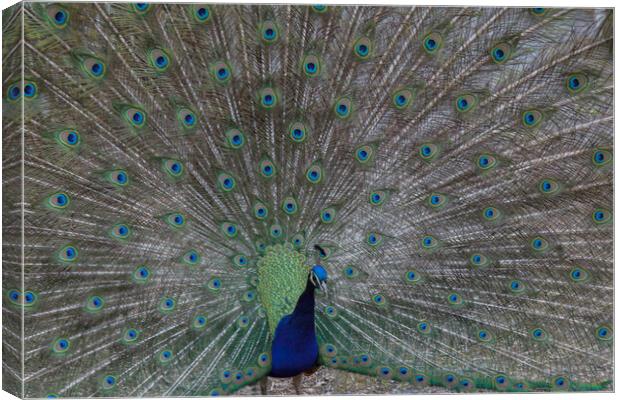 Peacock Canvas Print by Christopher Stores