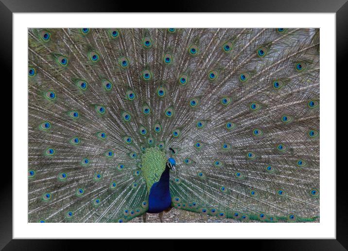 Peacock Framed Mounted Print by Christopher Stores