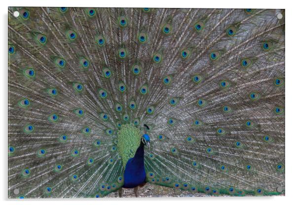 Peacock Acrylic by Christopher Stores