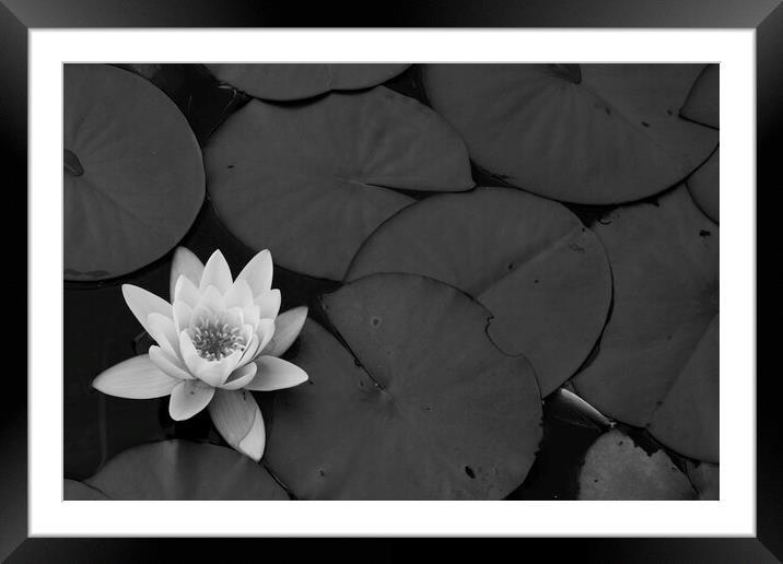 Black and White Lily Framed Mounted Print by Christopher Stores