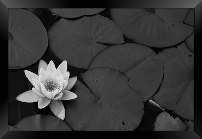 Black and White Lily Framed Print by Christopher Stores