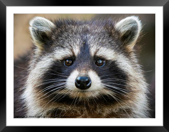 Raccoon portrait  Framed Mounted Print by Fiona Etkin
