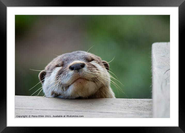 Sleeping Otter! Framed Mounted Print by Fiona Etkin