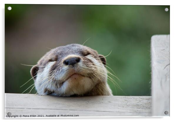 Sleeping Otter! Acrylic by Fiona Etkin