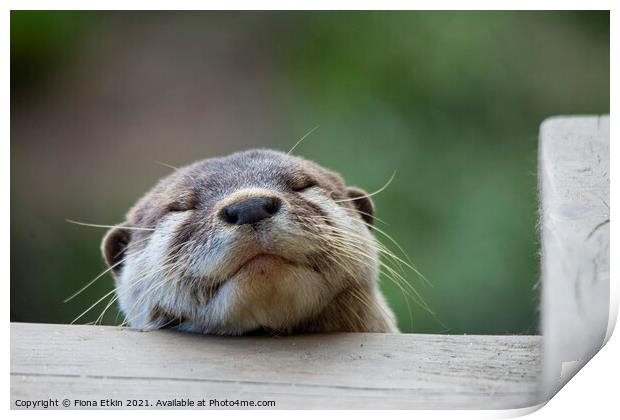 Sleeping Otter! Print by Fiona Etkin