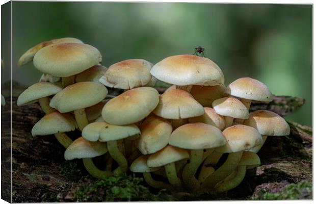 Fungi with an insect Canvas Print by Fiona Etkin